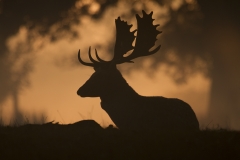 Buck Silhouette