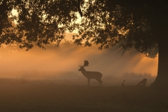 Deer at Dawn