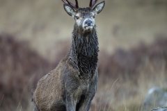 Highlands stag