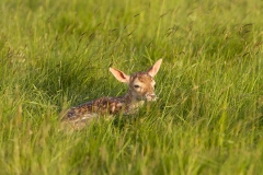 Newly born
