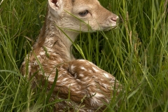 Resting