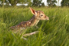 New born