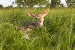 New born