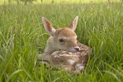 New born