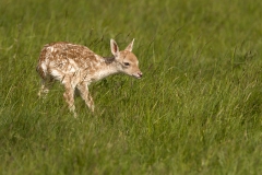 New born deer