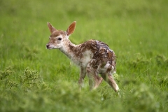 Newly born Fallow Deer