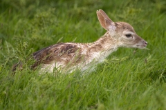 Newly born Fallow