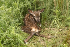 New born red