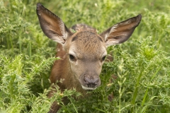 Inquisitive