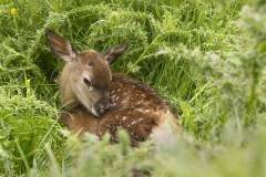 Young red deer
