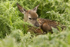 Camouflage