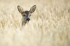 Roe deer
