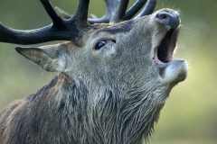 Stag portrait