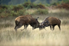 Stags rutting