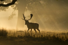 Walking into the light