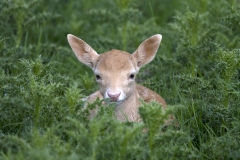 Young Fallow Deer