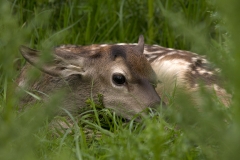 Red Deer
