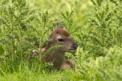 Young Red in thistles