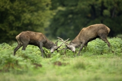 Young Stags rutting