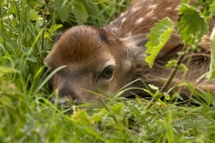 Young red hiding