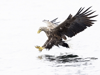 Eagles