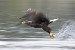Eagle slow pan
