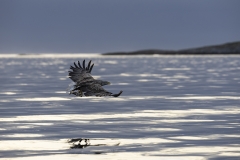 Eagle at last light