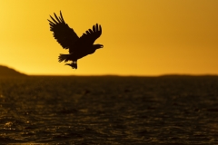Eagle at sunset
