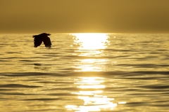 Eagle at sunset