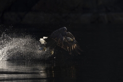 Eagle backlit