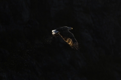 Eagle backlit
