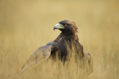 Eagle in grass