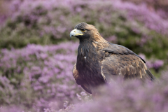 Eagle in heather