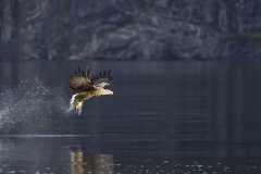 Eagle in light