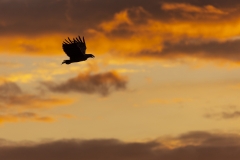 Eagle in sky