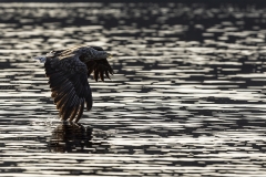 Eagle over dark water