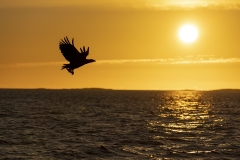 Eagle silhouette