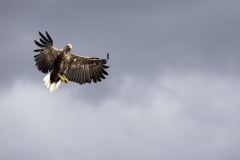 Eagle Stare