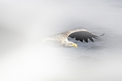 Eagle through a gull's wing