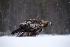 Golden Eagle in snow