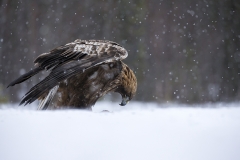 Golden Eagle in snow