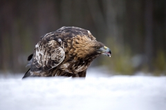 Golden Eagle in snow