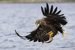 Eagle catch