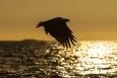 Eagle at sunset