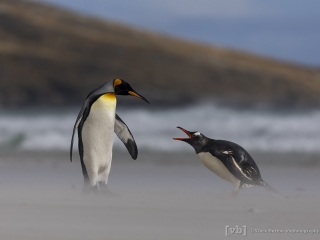 Falklands