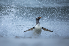Gentoo-exit