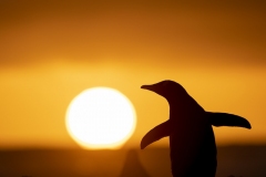 Gentoo sunrise
