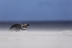 Magellanic in sandstorm