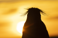 Rockhopper-sunset-cropped