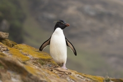 Rockhopper